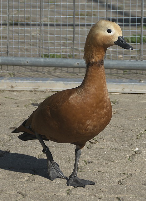 个平衡点是